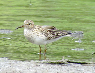 Pectoral Sandpiper