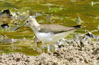 Solitary Sandpiper