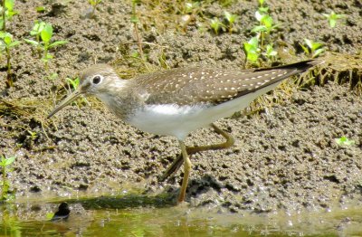 Solitary Sandpiper