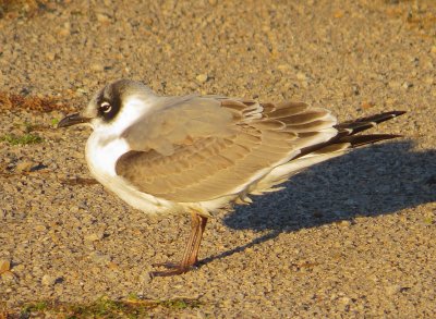 Franklin's Gull