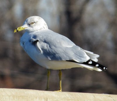 Ring-Billed Gull