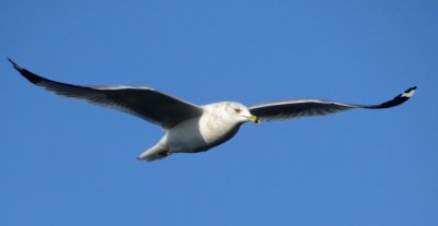 Ring-Billed Gull