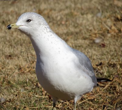 Ring-Billed Gull