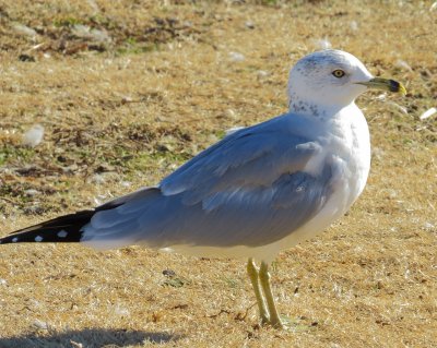 Ring-Billed Gull
