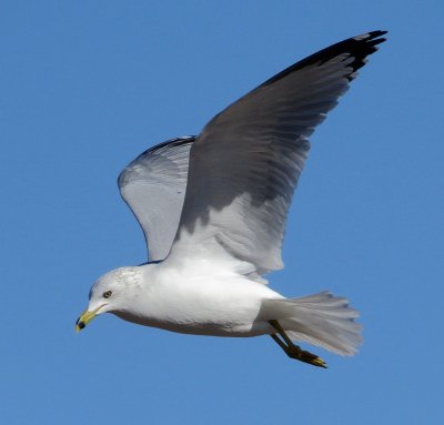 Ring-Billed Gull