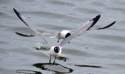 Franklin's Gull