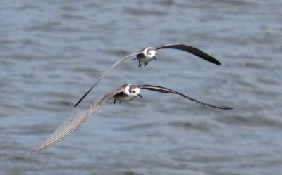 Black Tern