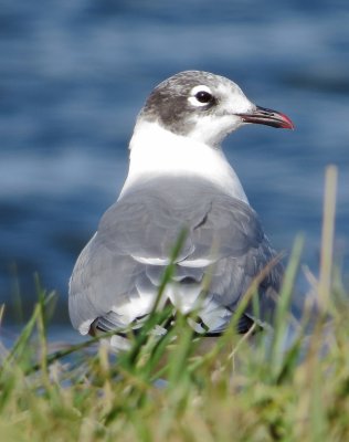 Franklin's Gull