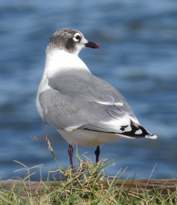 Franklin's Gull