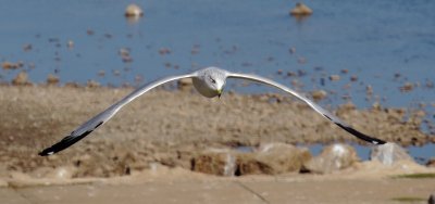 Ring-Billed Gull