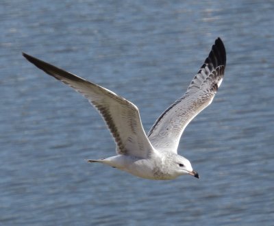 Ring-Billed Gull