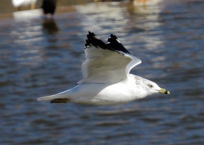 Ring-Billed Gull