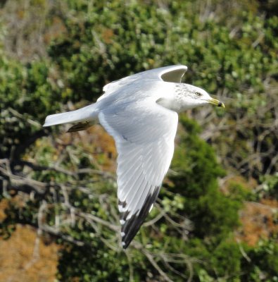Ring-Billed Gull
