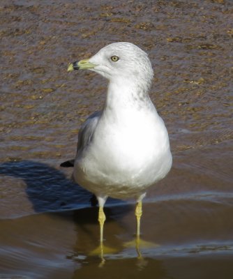 Ring-Billed Gull