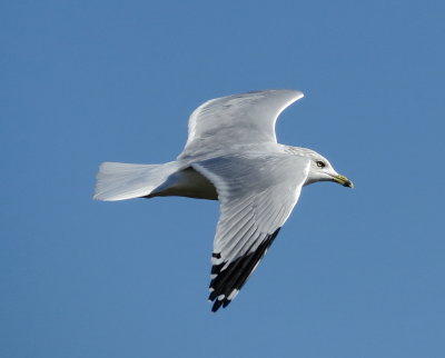Ring-Billed Gull
