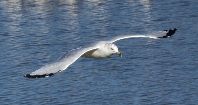 Ring-Billed Gull