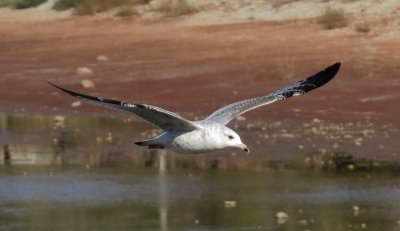 Ring-Billed Gull