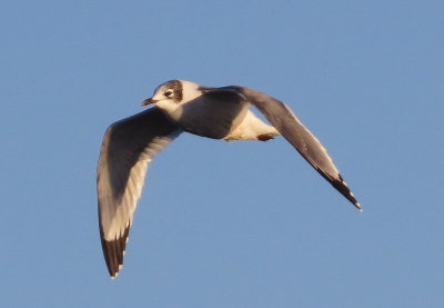 Franklin's Gull