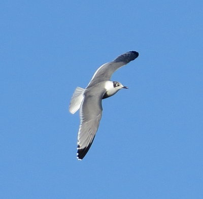Franklin's Gull
