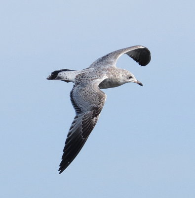 Ring-Billed Gull