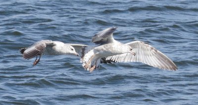 Ring-Billed Gull