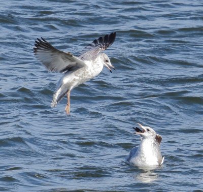 Ring-Billed Gull