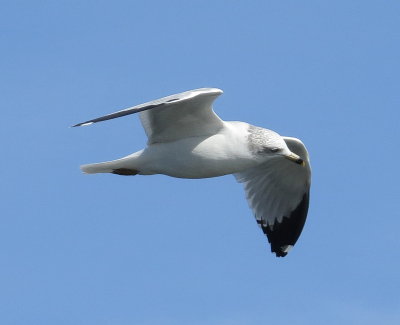 Ring-Billed Gull