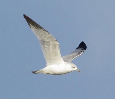 Ring-Billed Gull