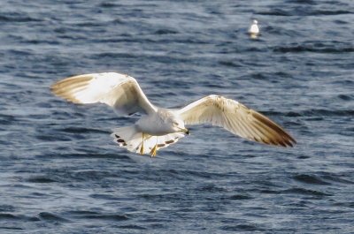 Ring-Billed Gull
