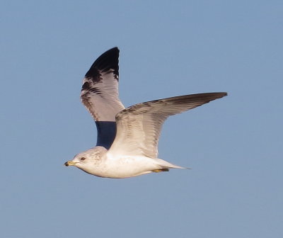 Ring-Billed Gull