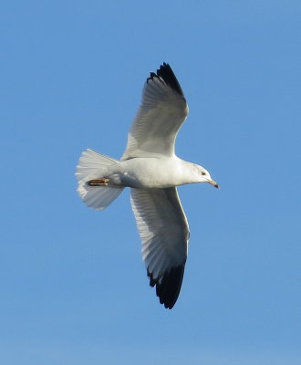 Ring-Billed Gull