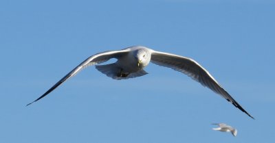 Ring-Billed Gull
