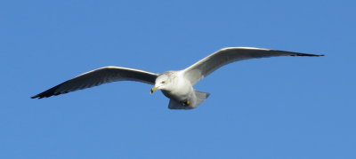 Ring-Billed Gull