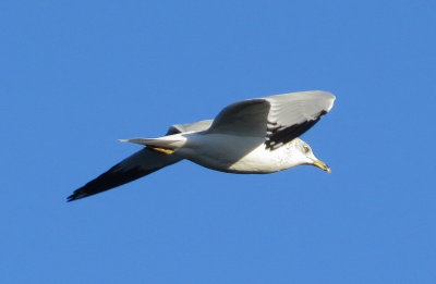Ring-Billed Gull