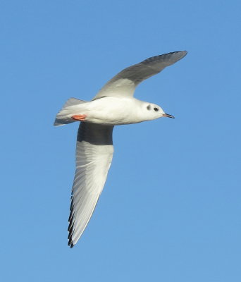 Gulls and Terns