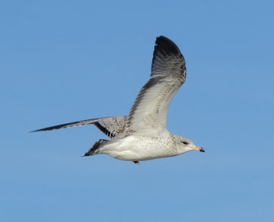 Ring-Billed Gull