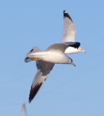 Ring-Billed Gull
