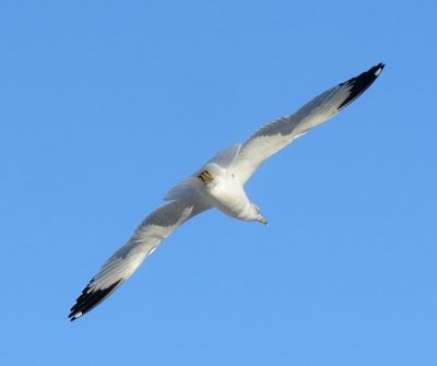 Ring-Billed Gull