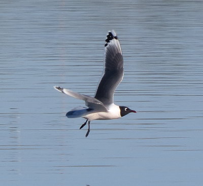 Franklin's Gull