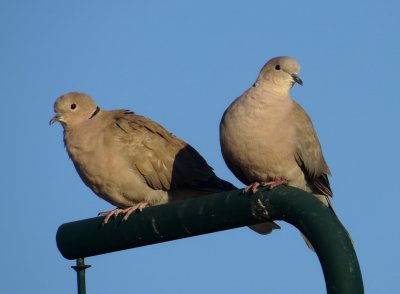 Eurasian Collared Dove