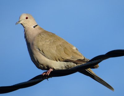 Eurasian Collared Dove