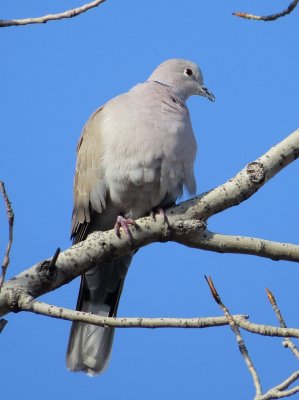 Eurasian Collared Dove