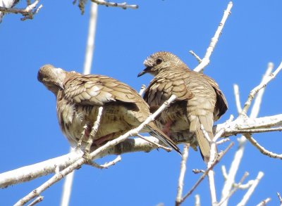 Inca Dove