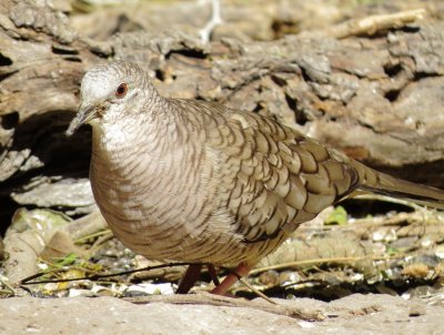 Inca Dove
