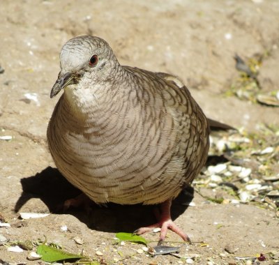 Inca Dove