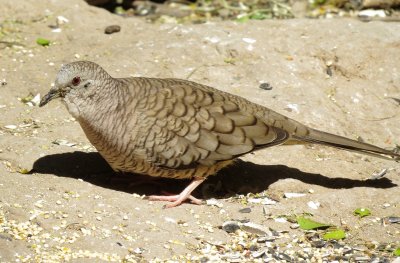 Inca Dove