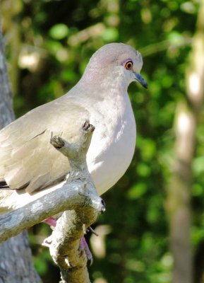 White-Tipped Dove