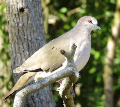White-Tipped Dove