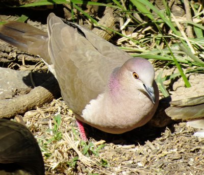 White-Tipped Dove
