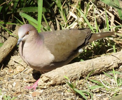 White-Tipped Dove